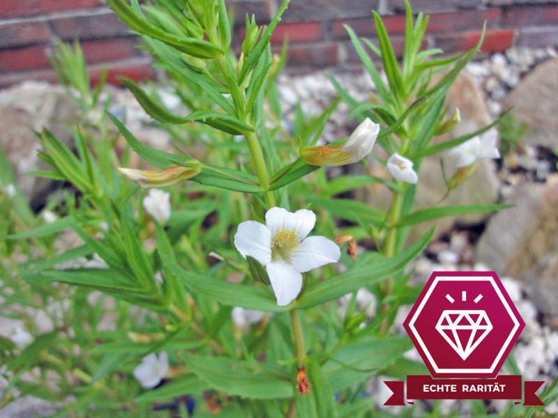 Gratiola officinalis - Gnadenkraut
